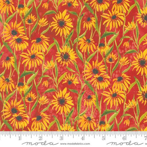 Floribunda Collection Blackeyed Suzie Q Cotton Fabric 39805 orange background
