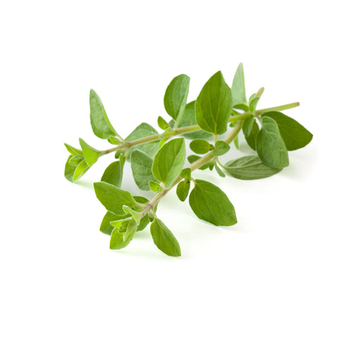 Oregano Herbs