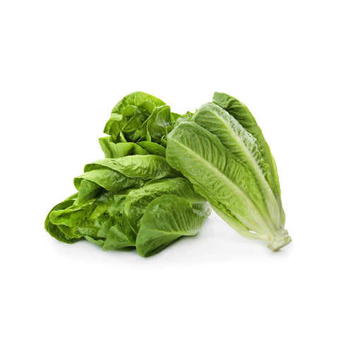 Paris Island Cos Romaine Lettuce