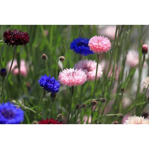 Polka Dot Mix Bachelor Button flowers.
