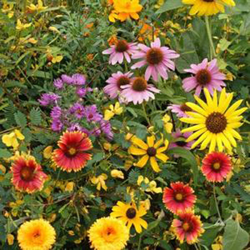 illinois wildflower seed mix Rohrer Songbird Flower Seed Mix 9938170 – Good's Store Online