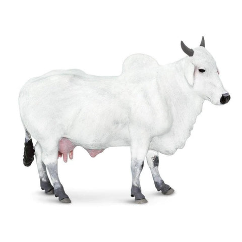 Ongole Cow 100150