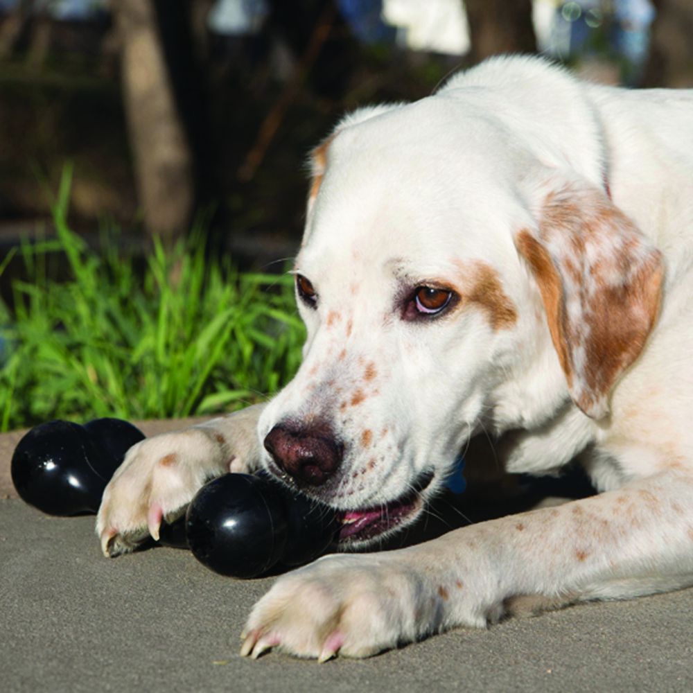 Arm & Hammer Pp+pine Saw Dust Classic Bone Dog Toy - Peanut Butter