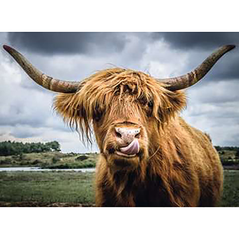 Highland Cattle 300-Piece Puzzle 13273