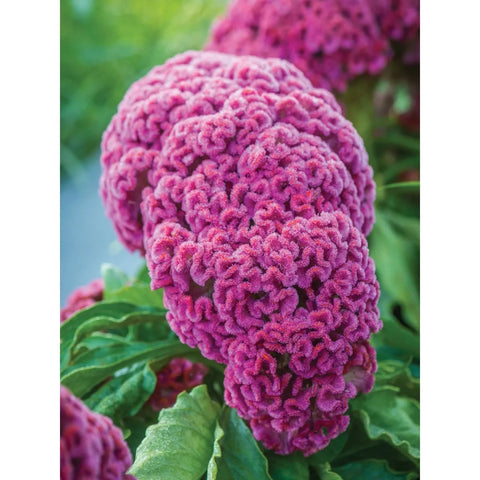 Celosia, King Coral