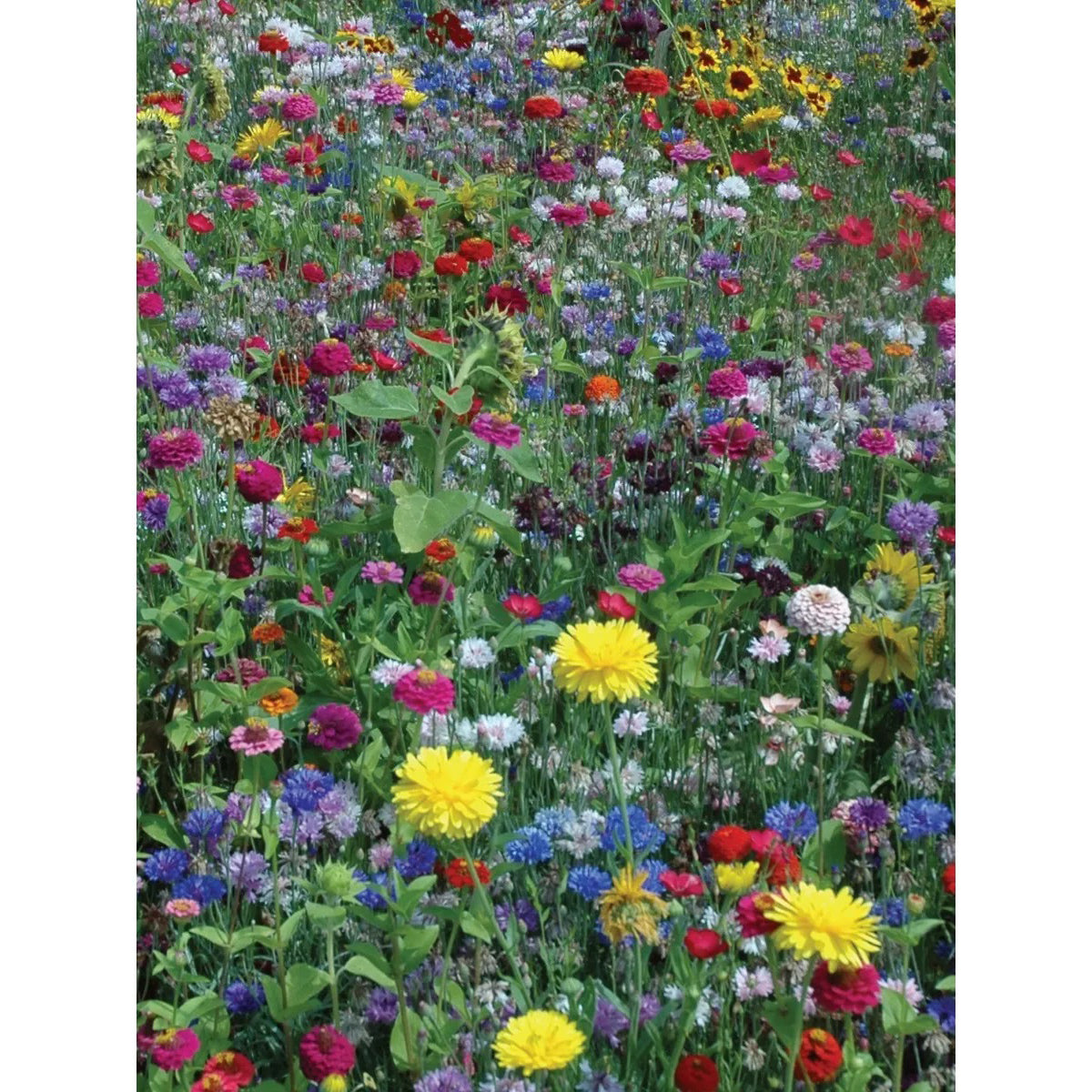 burpee wildflower seed mix for hummingbirds and butterflies Burpee Wildflowers, Hummingbird & Butterfly Mix Seed Pack 45018 – Good's Store Online