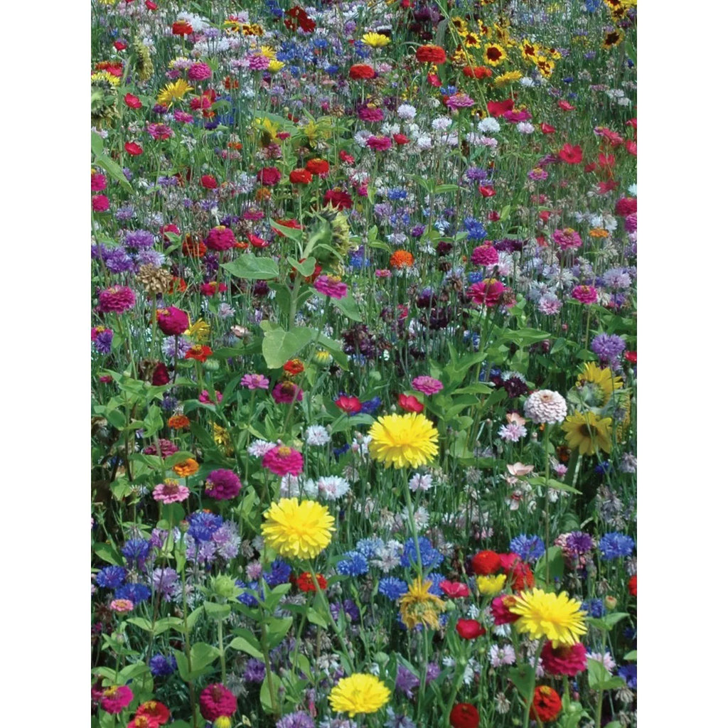 Home Grown Wildflower Seeds - Premium Flower Seeds [1/4 Pound] Perennial Garden Seeds for Attracting Birds & Butterflies - Flower Seeds for