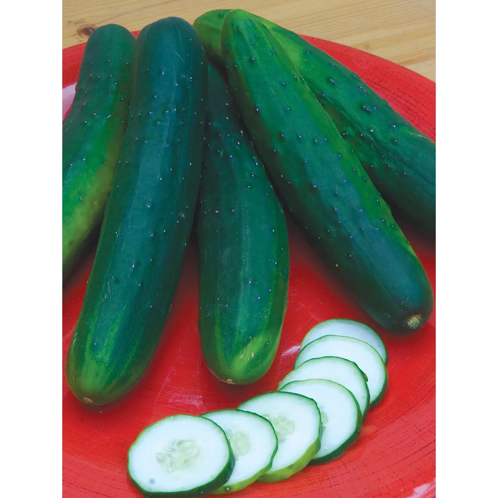 Burpee Cucumber, Garden Sweet Burpless Hybrid Seed Pack 50809 Good's