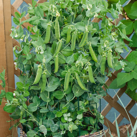 Patio Pride Snap Pea