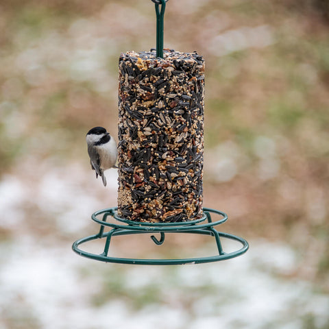 Mr. Bird Wild Bird Feast Small Cylinder with chickadee feeding