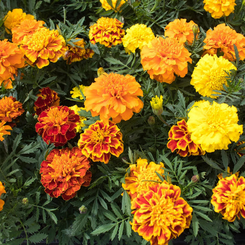 French Dwarf Mixed Marigold