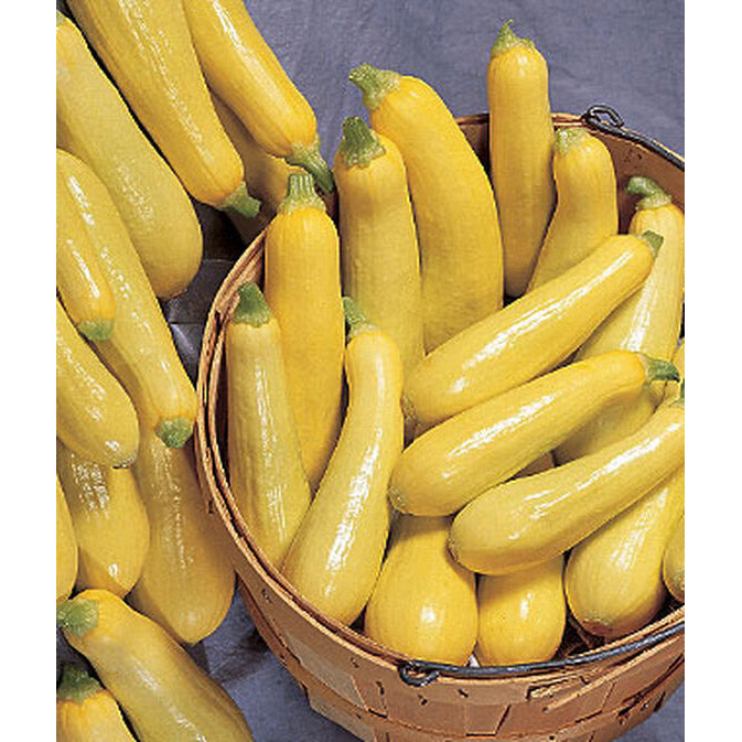 Burpee Saffron Prolific Straightneck Summer Squash Seed Pack 63454 Good S Store Online