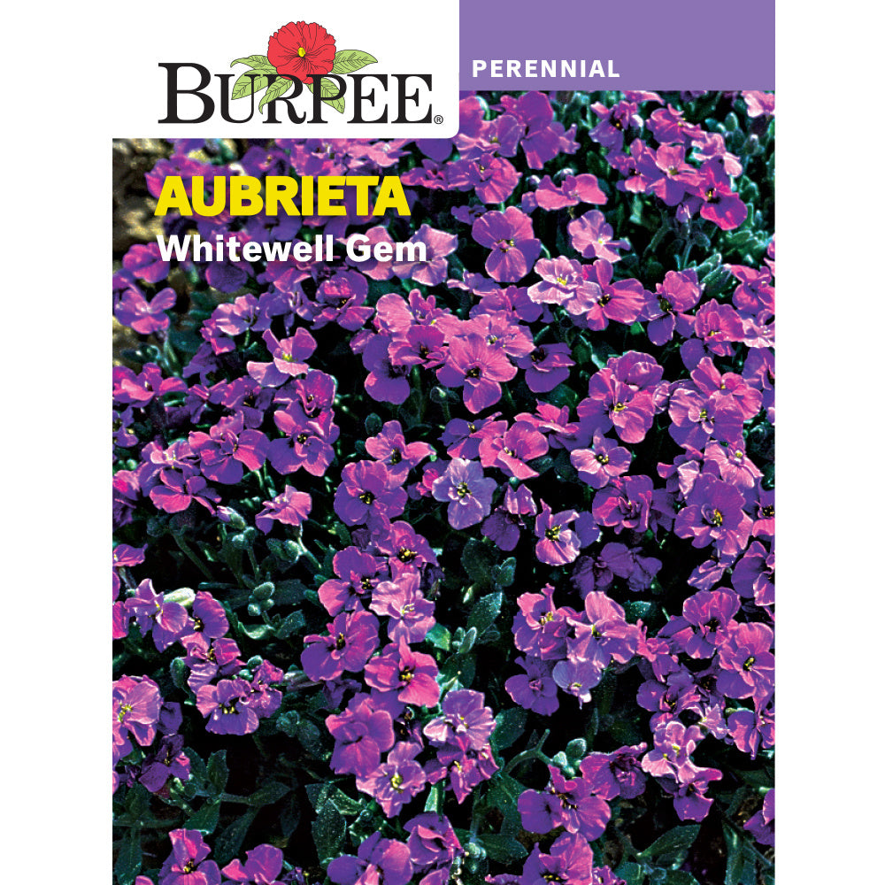 Aubrieta seed pack