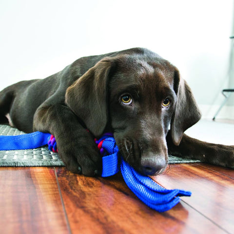 Dog chewing on Kong Tugga Wubba toy in blue