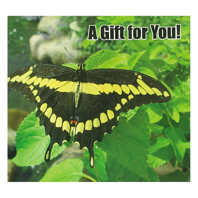 Good's Store Gift Card in a Butterfly and Green Leaves Holder