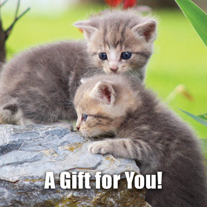 Good's Store Gift Card in Kittens Holder