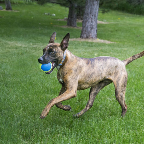 Dog running with ball