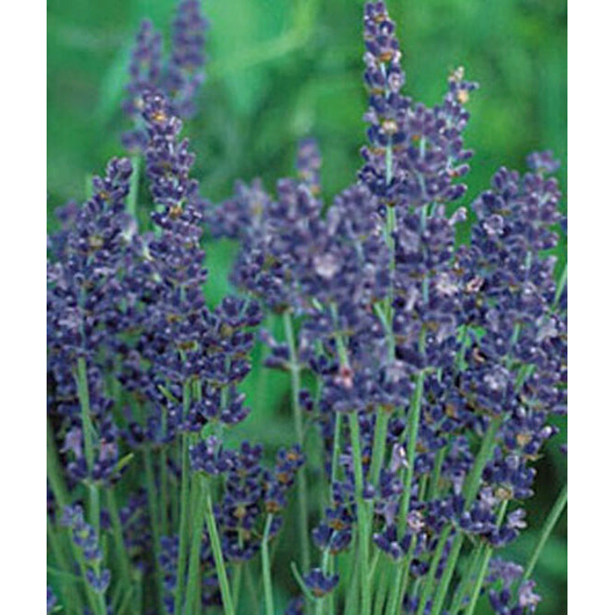 Burpee English Lavender Seed Pack 55806 Good's Store Online