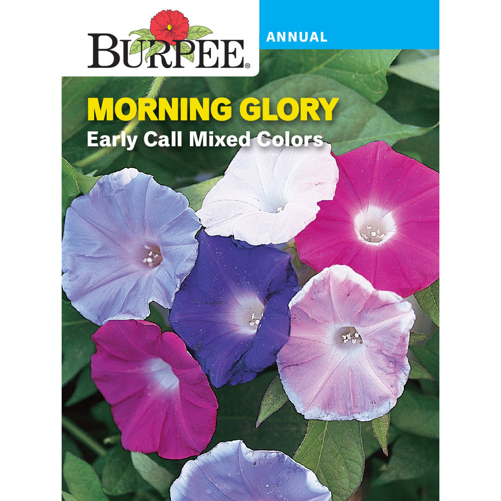 morning glory seeds tripping Burpee Early Call Morning Glory Flower Seed 48728 – Good's Store Online