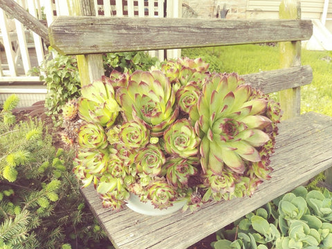 Lawn & Garden - Good's Store Online