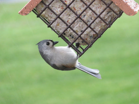 Wild Birds Supplies - Good's Store Online