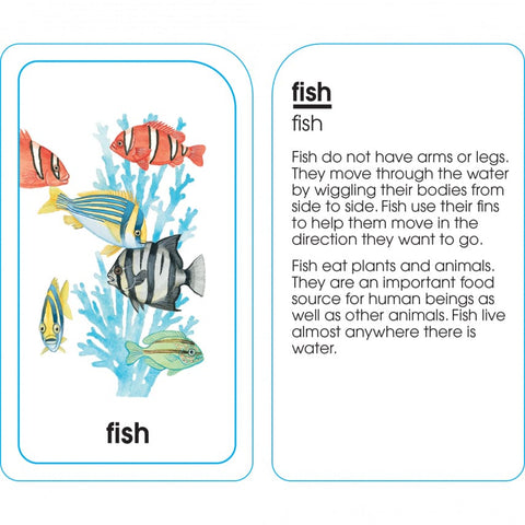 Assorted Animals Flash Cards 04012