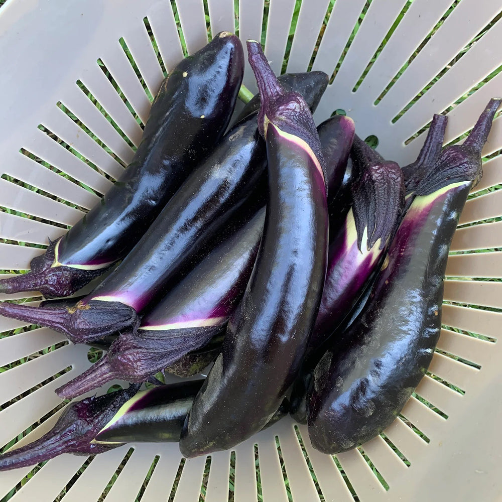Shikou Hybrid Eggplant 0446