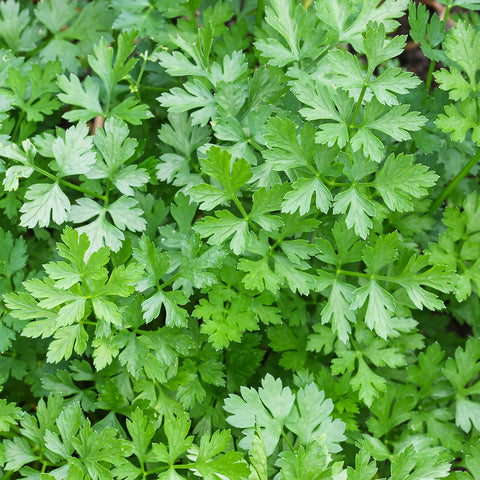 Italian Dark Green Parsley Seeds 0690