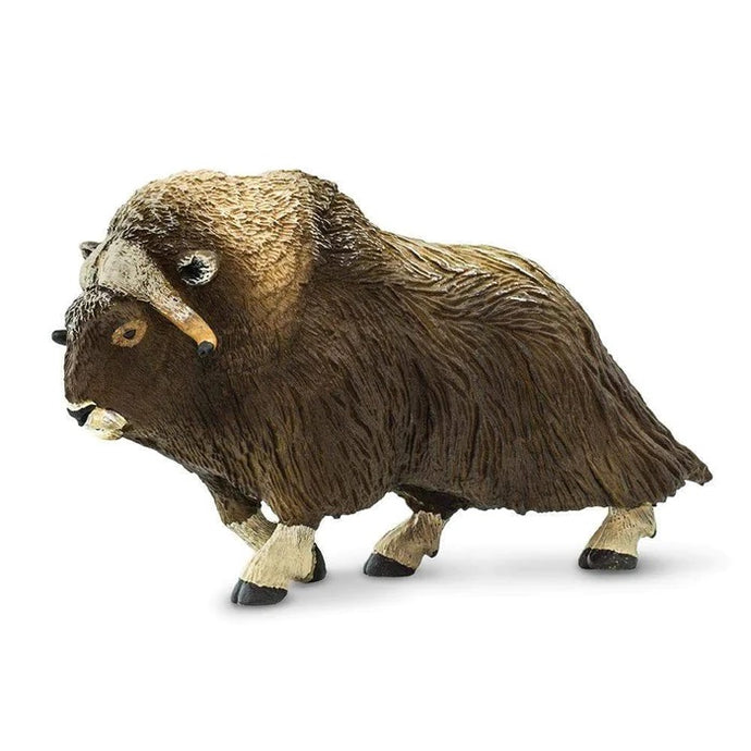 Muskox 100095