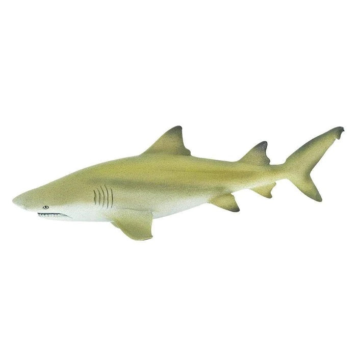 Lemon Shark 100097