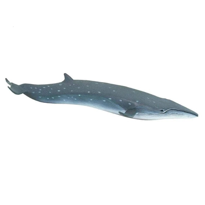 Sei Whale 100098