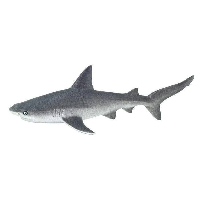 Gray Reef Shark 100099