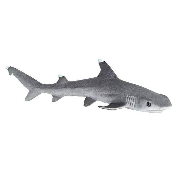 Whitetip Reef Shark 100100