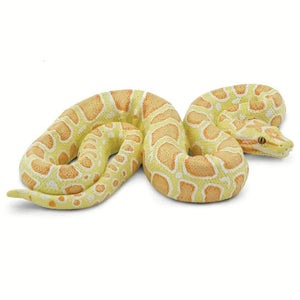 Albino Burmese Python 100250