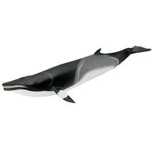Minke Whale 100413