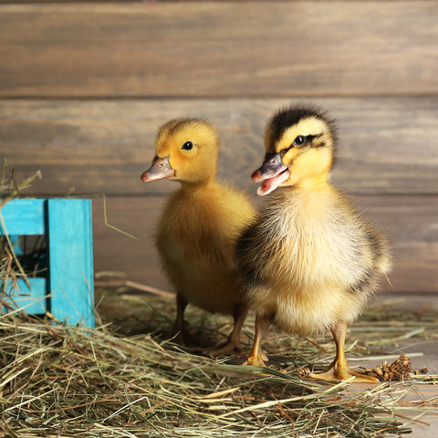 Fuzzy Duckling Puzzle CH8302