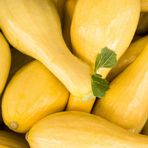 Summer Crookneck Squash Seeds 1100