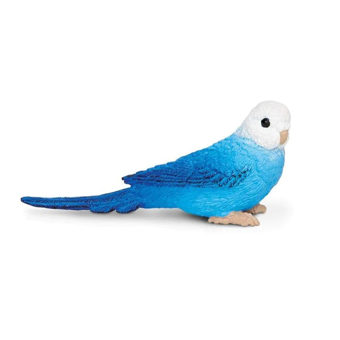 Blue Budgie 150629