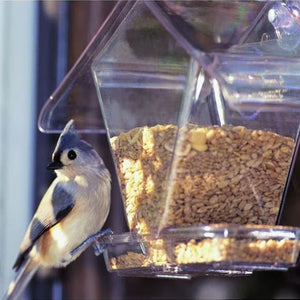 Bird Perched on Window Cafe Bird Feeder