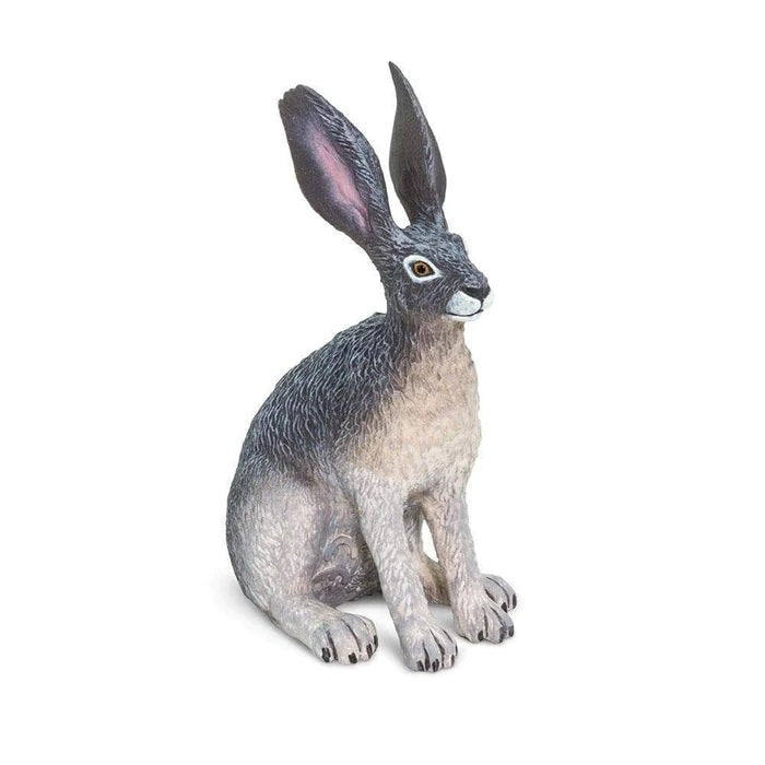 American Desert Hare 182029
