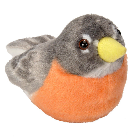American Robin Stuffed Bird