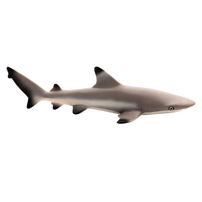 Blacktip Reef Shark 200029