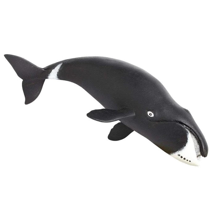 Bowhead Whale 205529