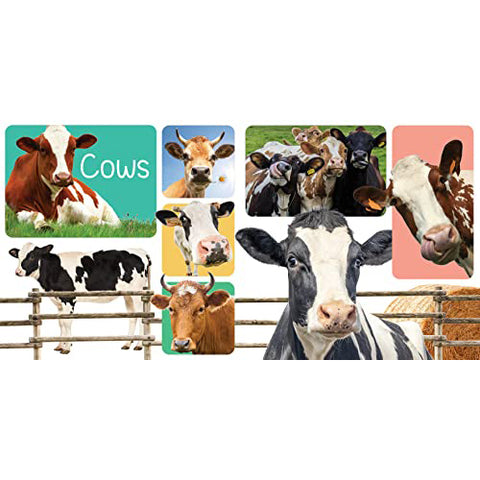 Cows