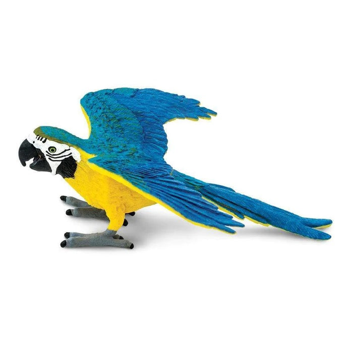 Blue & Gold Macaw 264029