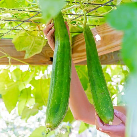 Heirloom Gourd Luffa 30289