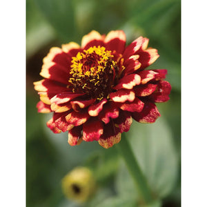 Zinnia Color Crackle Flower Seed Pack