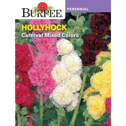 Hollyhock flower seed pack
