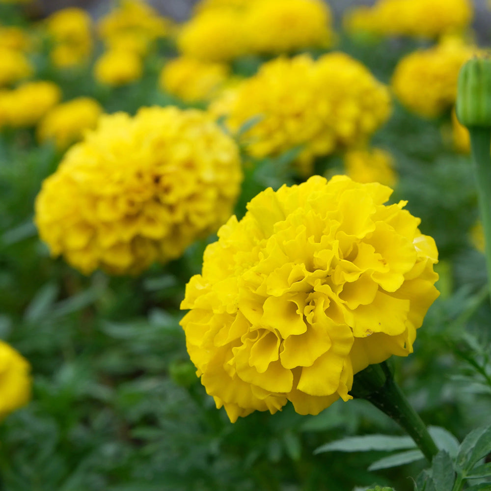 Rohrer Bonanza Yellow Marigold Seeds 3408 – Good's Store Online