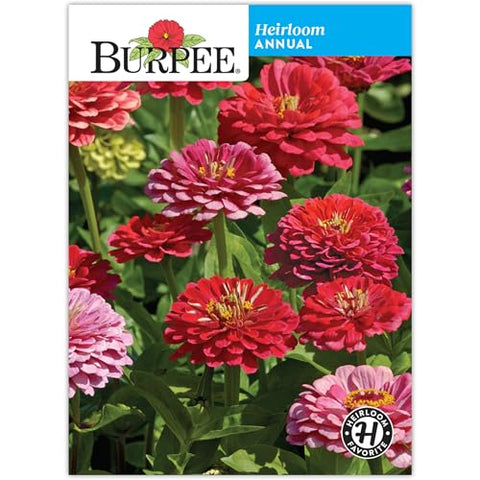 Exquisite Zinnia Seed Pack 34286